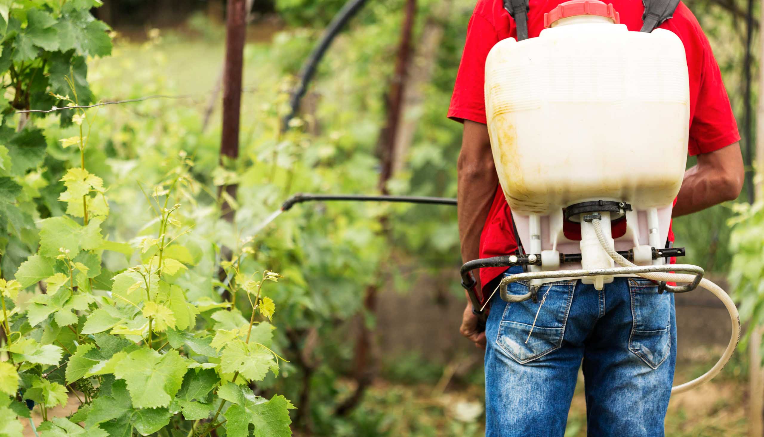 Operatore agricolo con pompa a spalla irroratrice impegnato nei trattamenti fitosanitari tra i filari di un vigneto.